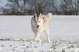 SIBERIAN HUSKY 468